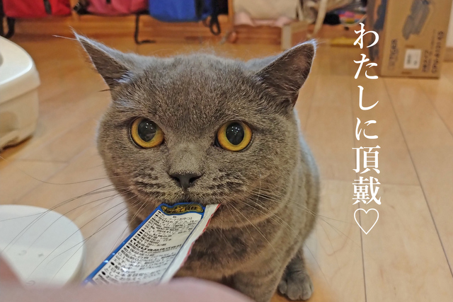 DSC_7767mc