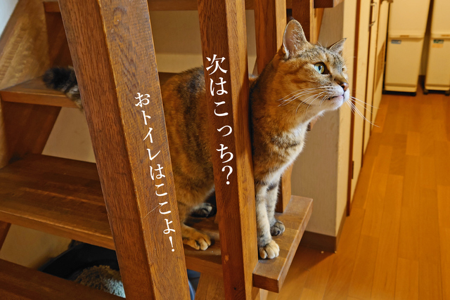DSC_8285mc