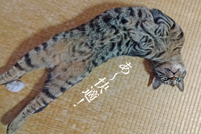 DSC_8840mc