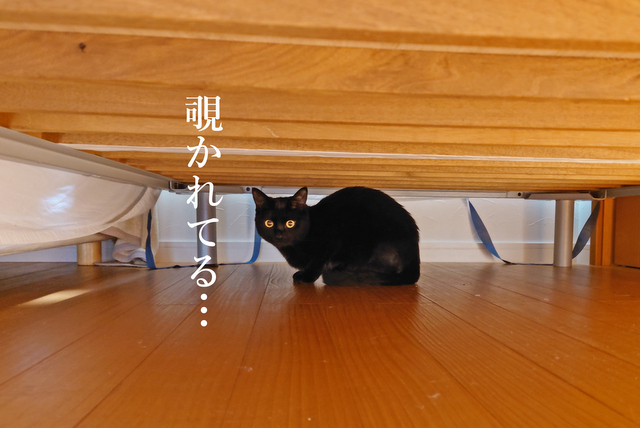 DSC_8907mc
