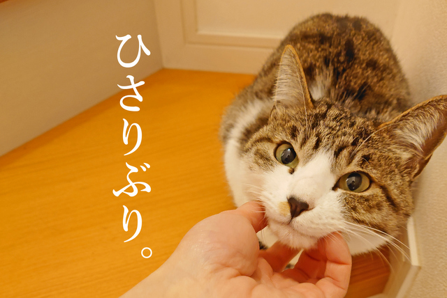 DSC_8917mc