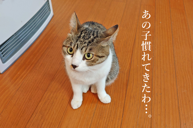 DSC_8967mc