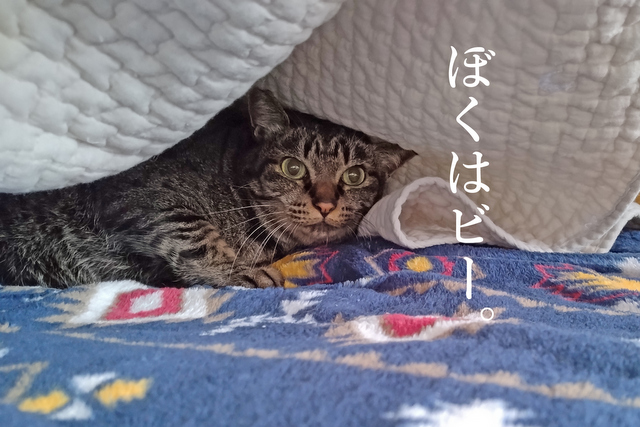 DSC_9155mc-001