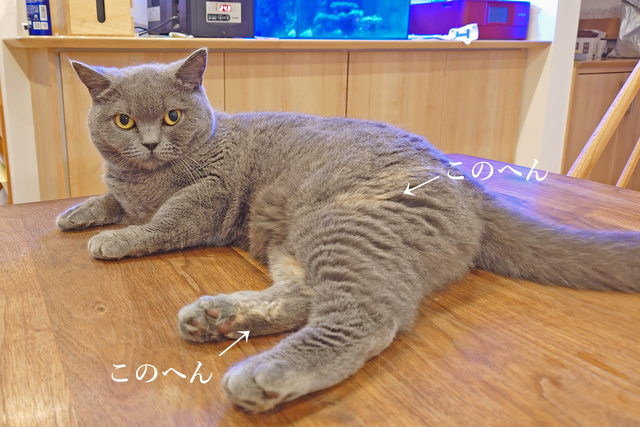 DSC_9436mc
