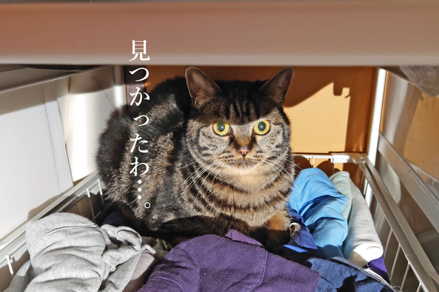 DSC_9765mc-001